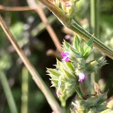 Диклиптера мутовчатая