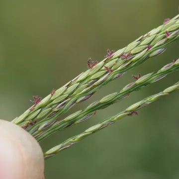 Росичка голая