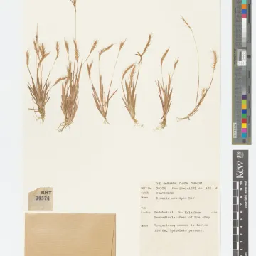 Dimeria acutipes