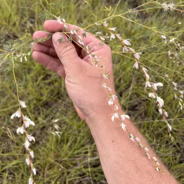 Далея девятитычинковая