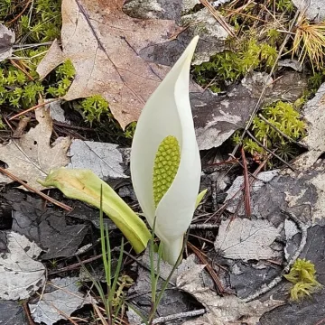 Bog Arum