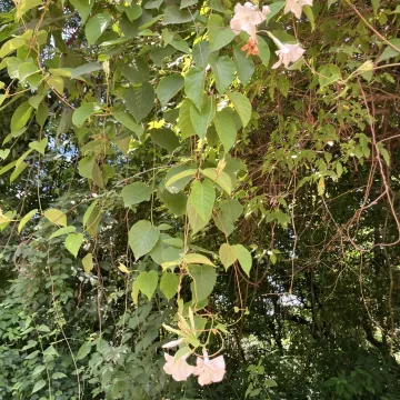 Dipladenia