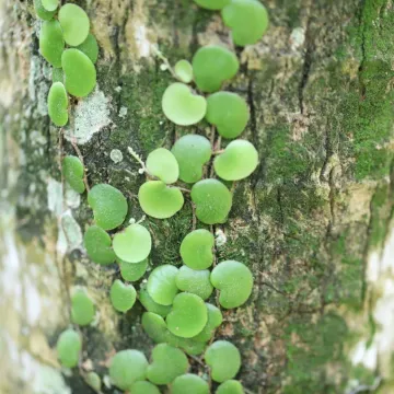 Drymoglossum