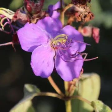 Диссотис королевский