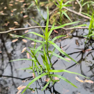 Three-way sedge