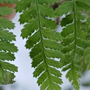 Broad buckler-fern