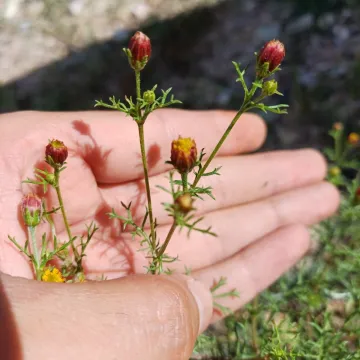 Dyssodia papposa