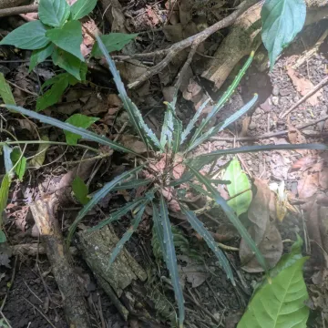 Dizygotheca
