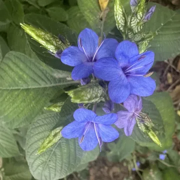 Blue Sage