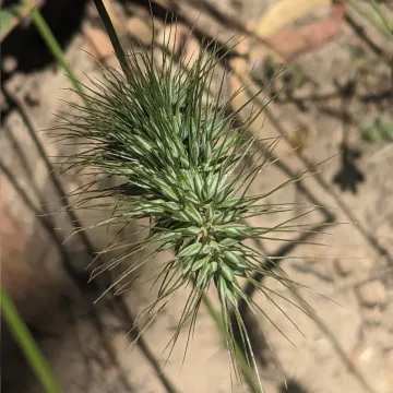 Hedgehog grass
