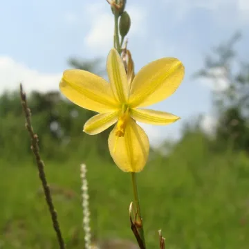 Эхеандия отогнутая