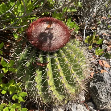 Melocactus intortus