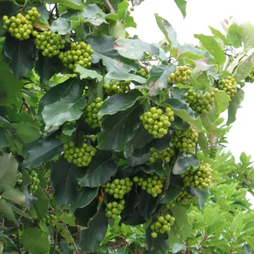 Эретия Диксона