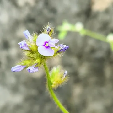 Calopogonium mucunoides