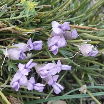 Эринацея колючая