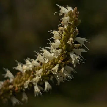 Elsholtzia polystachya