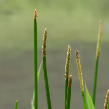 Ситняг сладкий