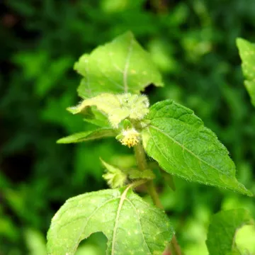 Eleutheranthera ruderalis