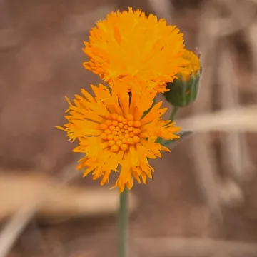 Эмилия Маколея