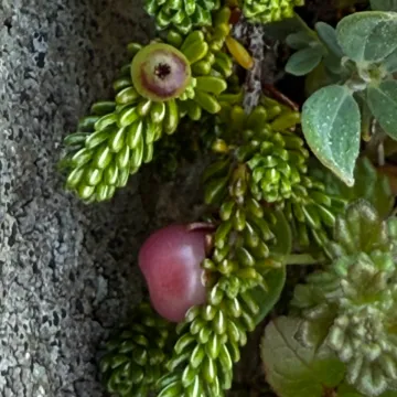 Водяника Имза