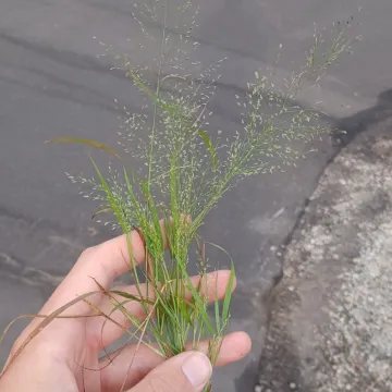 Полевичка Франка