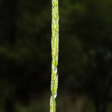 Эриохлоя сжатая