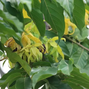 Ylang-ylang