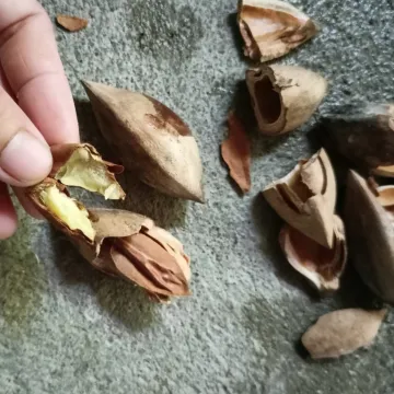 Канариум оватный