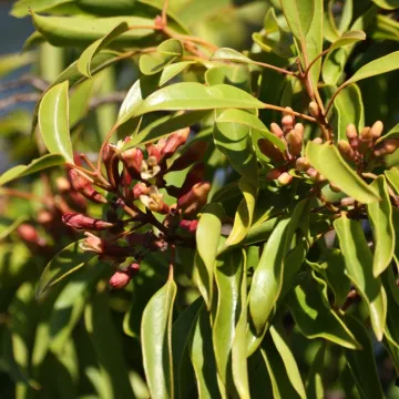 Eucarya