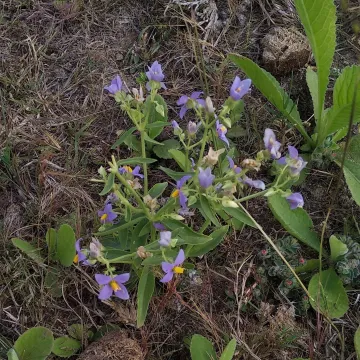 Exacum pedunculatum