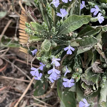 Elytraria imbricata