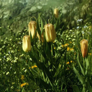 Pale-flowered fritillary