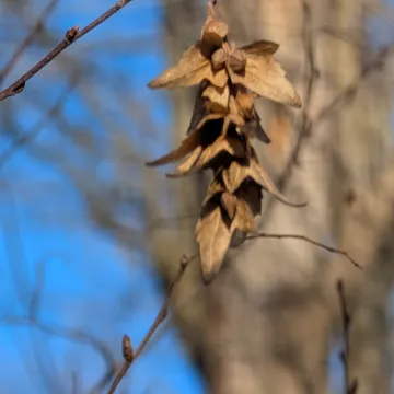 Граб каролінський