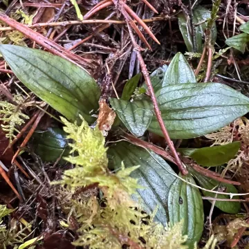 Creeping lady's-tresses