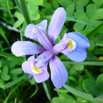 Moraea sisyrinchium