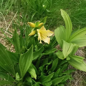 Spotted gentian