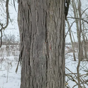 Кария яйцевидная