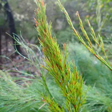 Foxtail fern