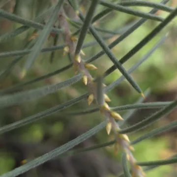Hakea gibbosa