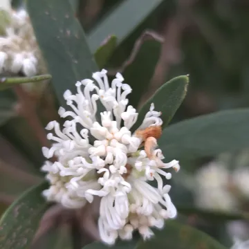 Olive-leaved hakea
