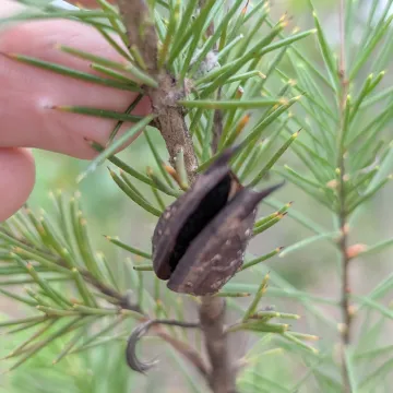 Silky hakea