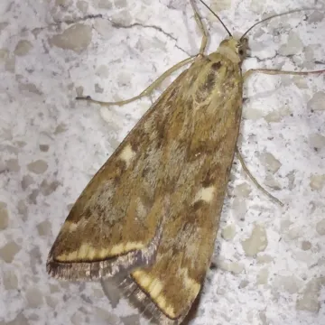 Beet webworm