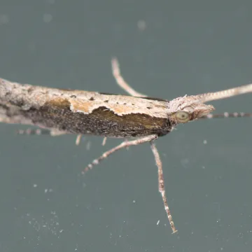 Diamondback moth