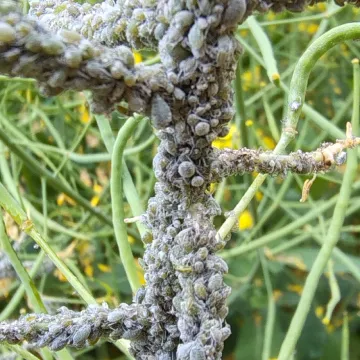 Капустная тля