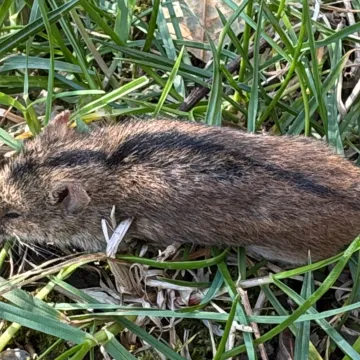 Striped field mouse