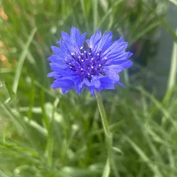 Василёк синий