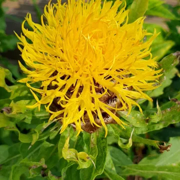 Yellow knapweed