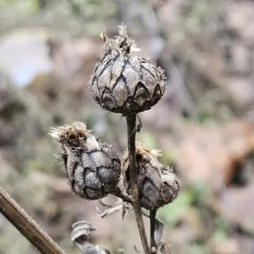 Greater knapweed