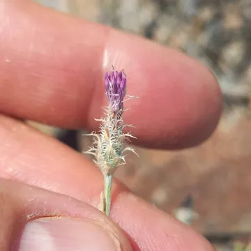 Squarrose knapweed
