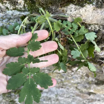 Greater celandine